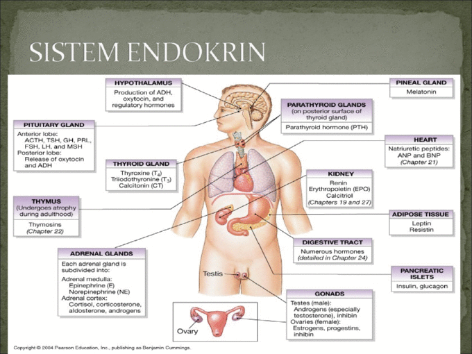 anatomi sistem endokrin